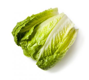 Green Cabbage